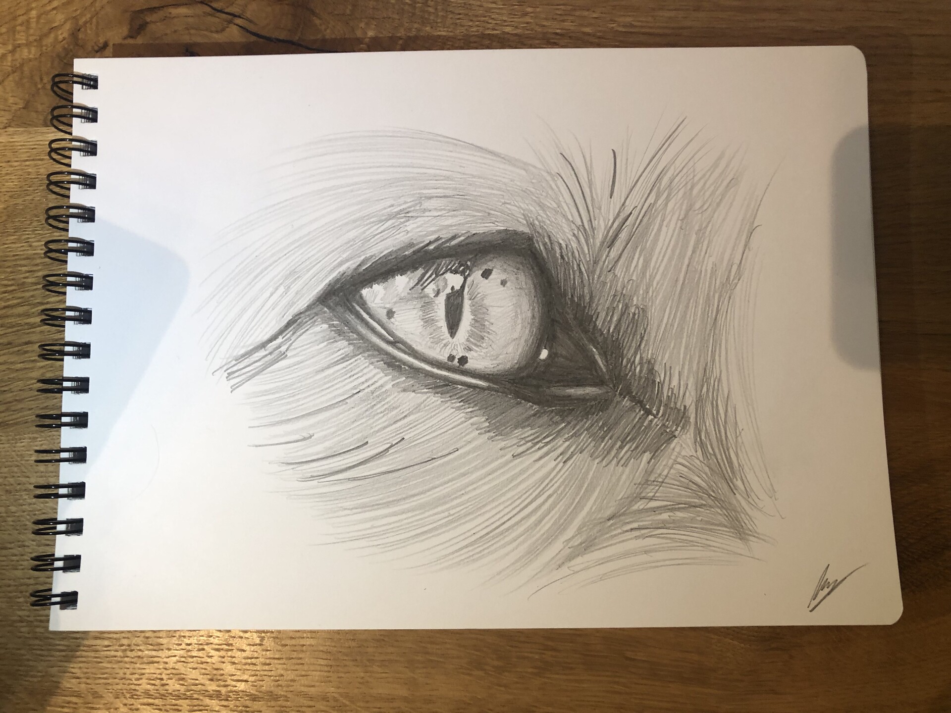 Traditional Drawing - Fox Eye